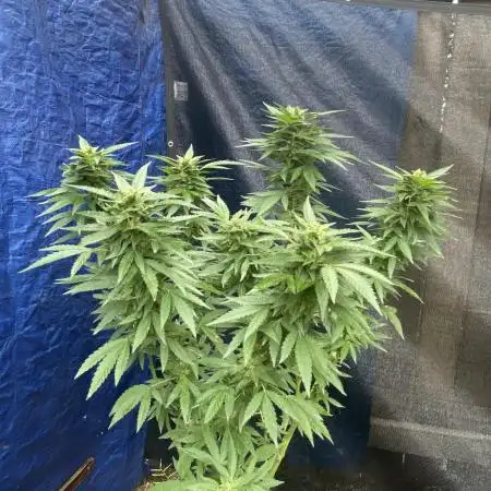 2025 outdoor