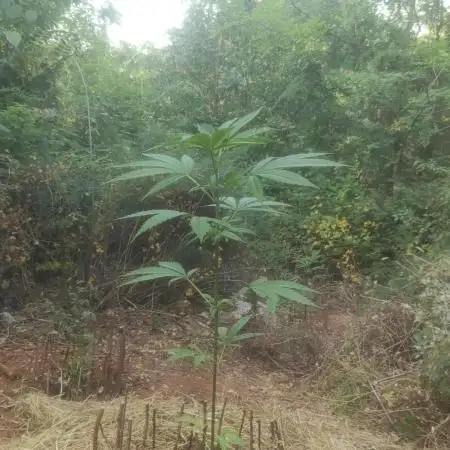Balkan guerilla grow