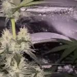 First grow