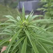 Gorilla Girl F1 Fast Version Outdoor