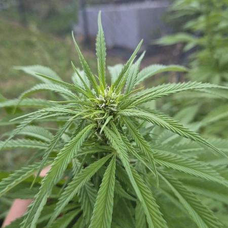 Gorilla Girl F1 Fast Version Outdoor