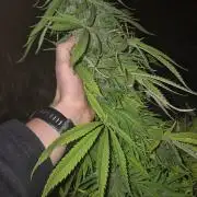Gorilla Girl F1 Fast Version Outdoor