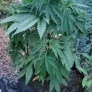 Gorilla Girl F1 Fast Version Outdoor