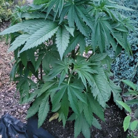 Gorilla Girl F1 Fast Version Outdoor