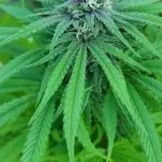 Gorilla Girl F1 Fast Version Outdoor