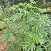 Gorilla Girl F1 Fast Version Outdoor