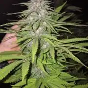 Gorilla Girl F1 Fast Version Outdoor