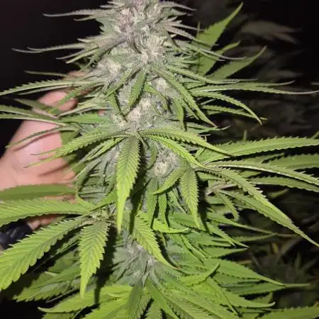 Gorilla Girl F1 Fast Version Outdoor