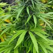 Gorilla Girl F1 Fast Version Outdoor