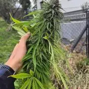 Gorilla Girl F1 Fast Version Outdoor