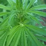 Gorilla Girl F1 Fast Version Outdoor