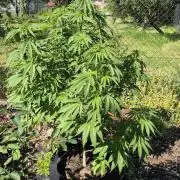 Gorilla Girl F1 Fast Version Outdoor