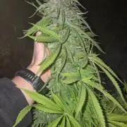 Gorilla Girl F1 Fast Version Outdoor