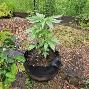Gorilla Girl F1 Fast Version Outdoor