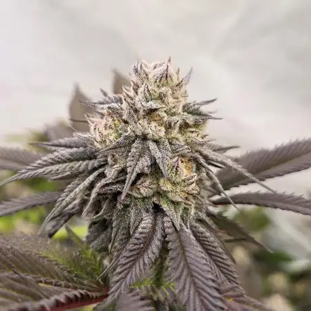 Shadowgenetics-Test