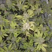 Shadowgenetics-Test