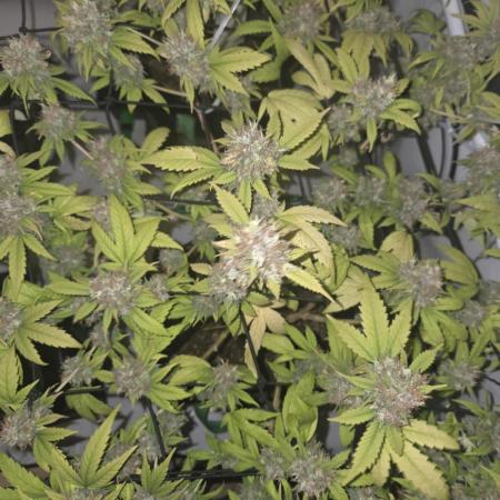 Shadowgenetics-Test