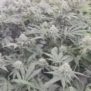 Test Ethos