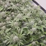 Erste  ALIEN-Bewässerungssystemen