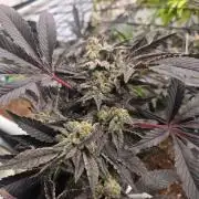 Erste  ALIEN-Bewässerungssystemen