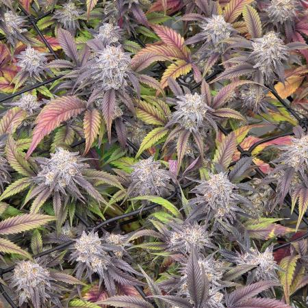 Erste  ALIEN-Bewässerungssystemen