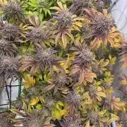 Erste  ALIEN-Bewässerungssystemen