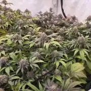 Erste  ALIEN-Bewässerungssystemen