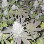 Shadowgenetics-Test