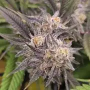 Erste  ALIEN-Bewässerungssystemen