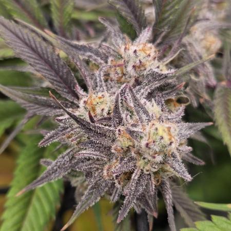 Erste  ALIEN-Bewässerungssystemen