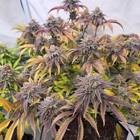 Erste  ALIEN-Bewässerungssystemen