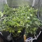 Zombie Kush Ripper Seeds
