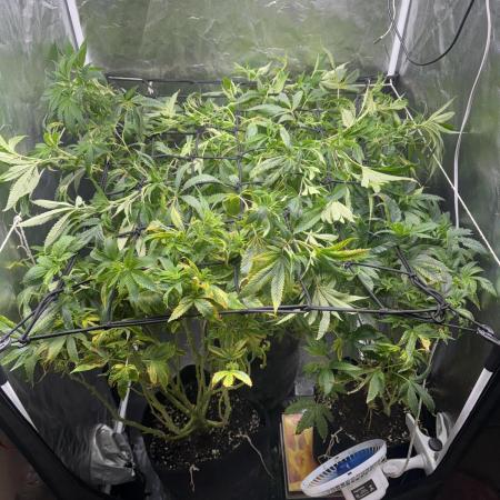 Zombie Kush Ripper Seeds