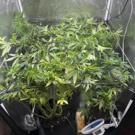 Zombie Kush Ripper Seeds