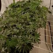 LemonCherryGelato / Gorilla Punch Auto