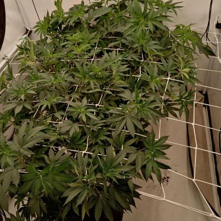 LemonCherryGelato / Gorilla Punch Auto