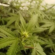LemonCherryGelato / Gorilla Punch Auto
