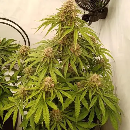 First Autogrow....cherry cola/big bud