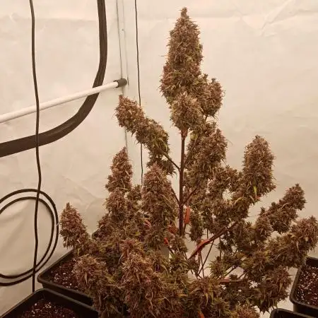Strawberry Gorilla