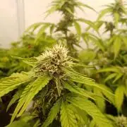 LemonCherryGelato / Gorilla Punch Auto