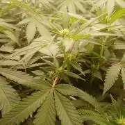 LemonCherryGelato / Gorilla Punch Auto