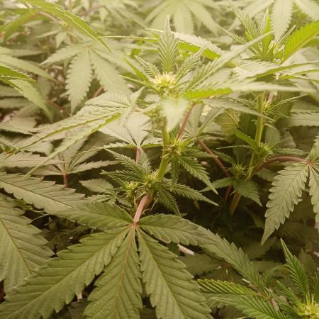 LemonCherryGelato / Gorilla Punch Auto