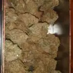First Autogrow....cherry cola/big bud