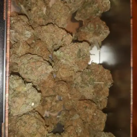 First Autogrow....cherry cola/big bud