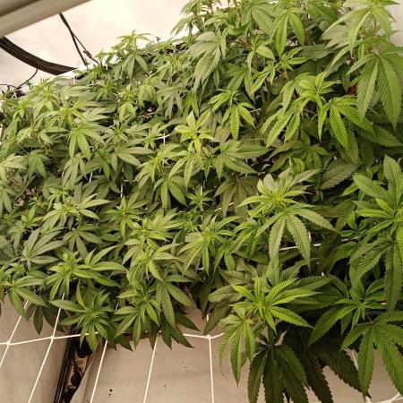 LemonCherryGelato / Gorilla Punch Auto