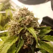 LemonCherryGelato / Gorilla Punch Auto