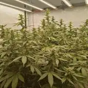 LemonCherryGelato / Gorilla Punch Auto