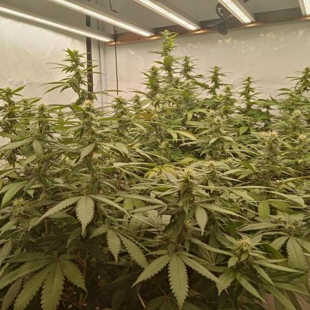 LemonCherryGelato / Gorilla Punch Auto