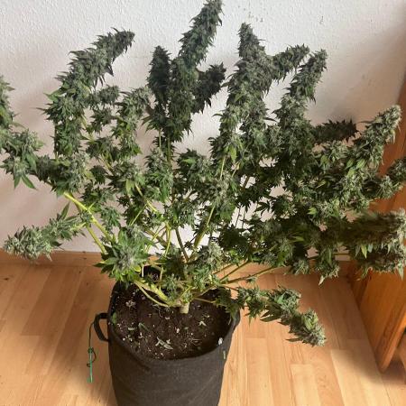 LemonCherryGelato / Gorilla Punch Auto