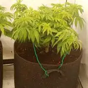 LemonCherryGelato / Gorilla Punch Auto